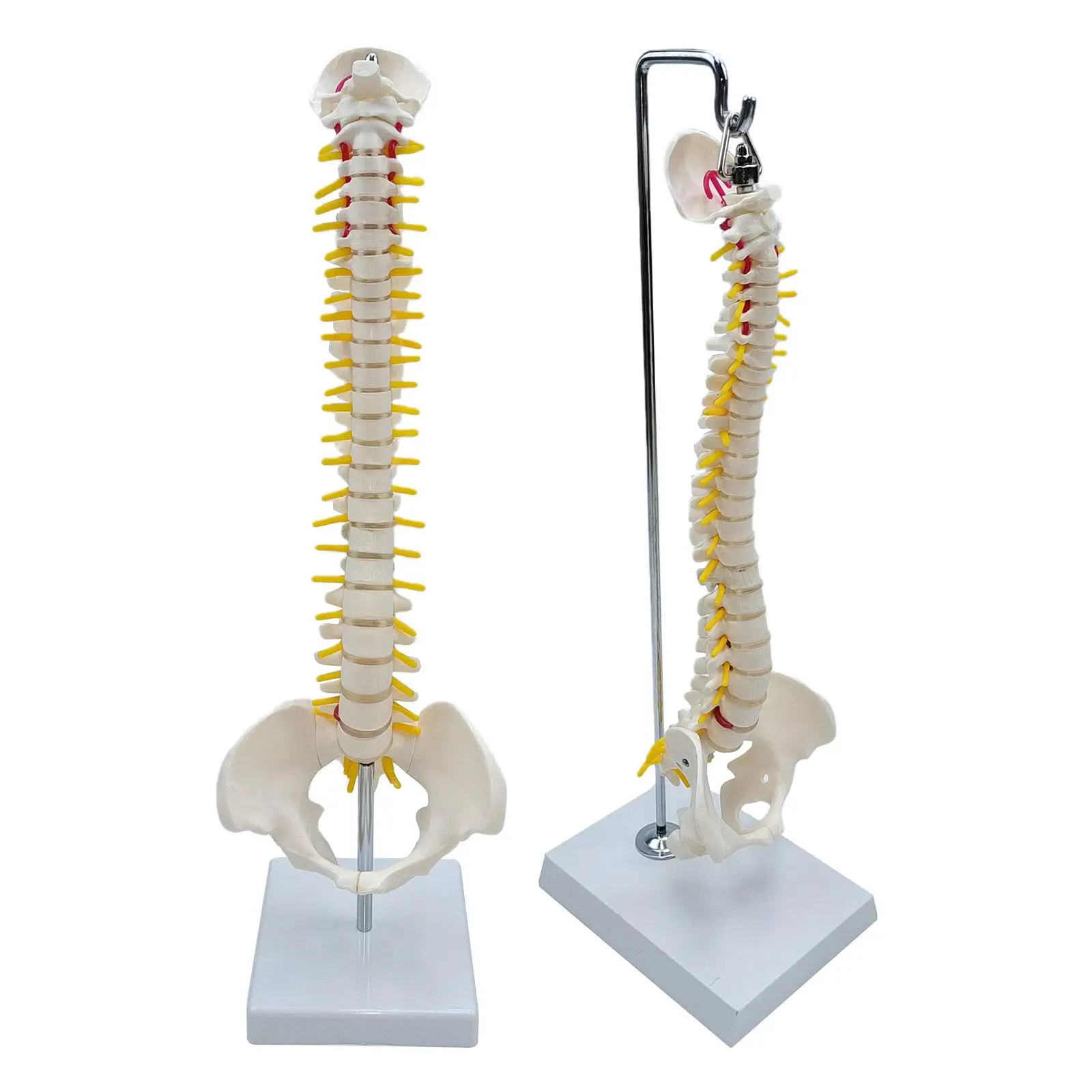 Life Size Spine Model Skeleton Anatomy Model With Detailed Flexible Vertebrae Lumbar Column Anatomical For Educational Study