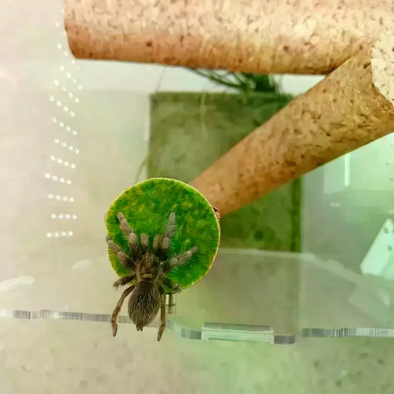Handmade Mini Magnetic Spider Habitat Magnetic Spider Hide Cave Natural Hide Decorative Jumping Spider Enclosure Decor 1 Set