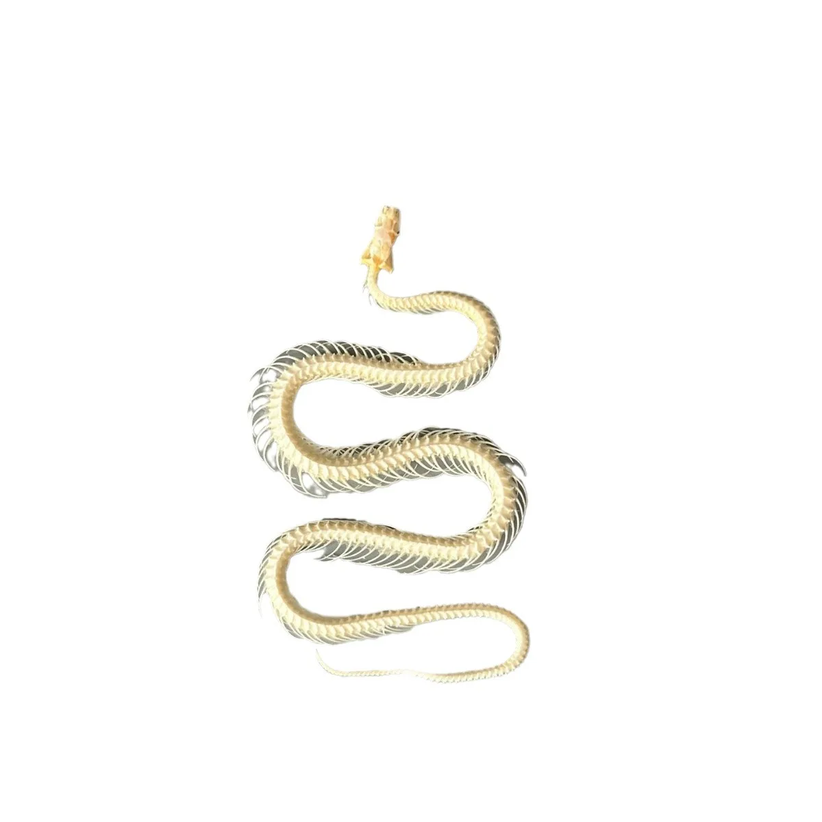 skull snake,Authentic Snake Skeleton: A Unique and Educational Decorative Item