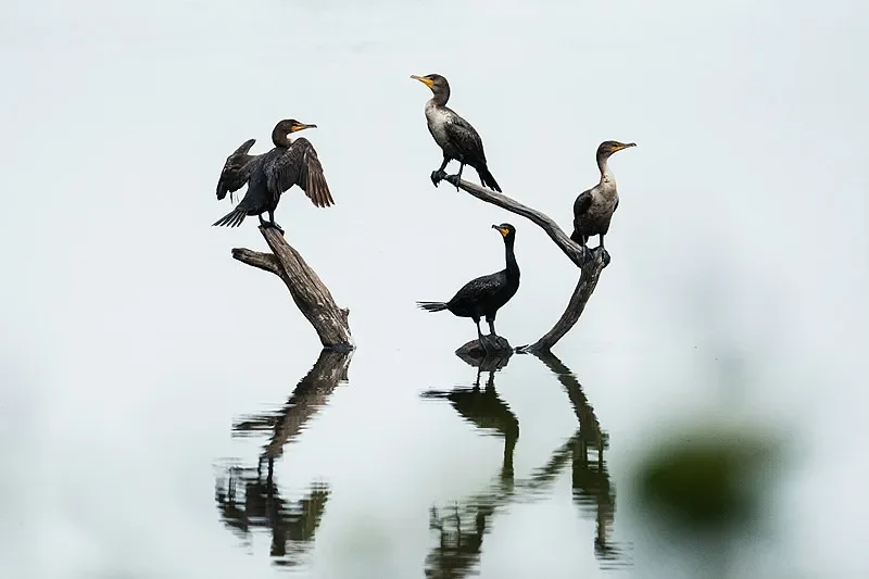 

Flywoo GOKU GM10 Mini V3 GNSS Module (GPS+Compass) - Compact for FPV Drone DIY (Return-to-Home)