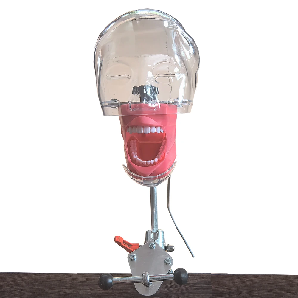 Simulatore dentale semplice manichino Phantom regolazione a 360 gradi con nuovo stile supporto da banco modello di testa dentale strumento di insegnamento del dentista