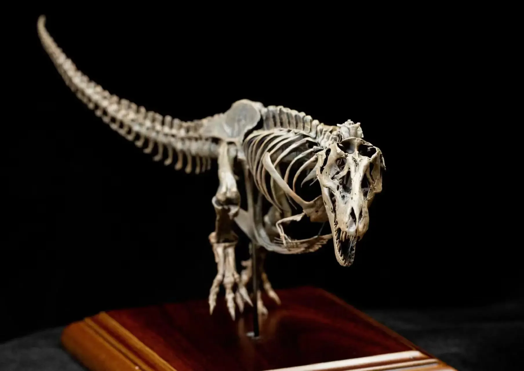 VWUVWU 1/20 Tyrannosaurus Skeleton Model T-Rex Dinosaur Collection Animal Statue Adult Decoration Birthday Gift Realistic Toy