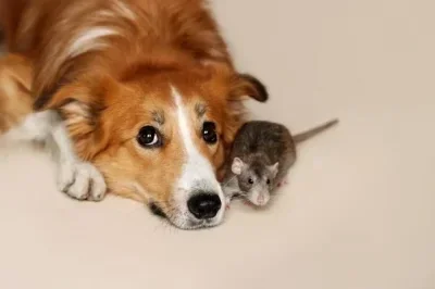 

MN86 CNC Transmission Gearbox with Motor Gear for 1/12 MN128 MN86 MN86K MN86KS G500 RC Rock Crawler Truck Upgrade