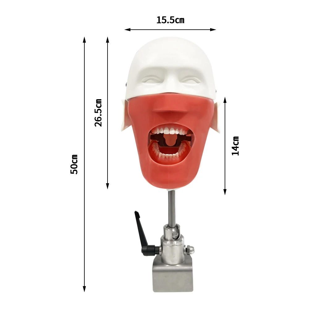 Dental Training Manikin Head Model Dental Simulator Phantom With Teeth For Practice Teaching Studying Dentistry Equipment Unit
