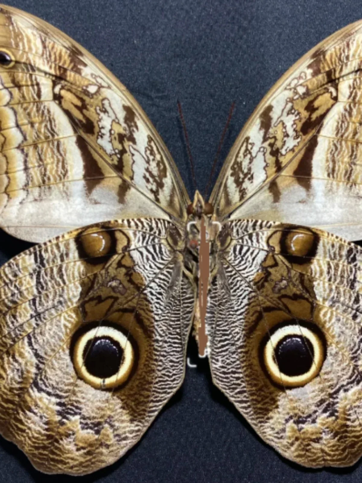 Brahmaea Hearseyi-colección de muestras de insectos de gusano de seda Real, mariposa europea, decoración del hogar, exposición, accesorios de fotografía, decoración