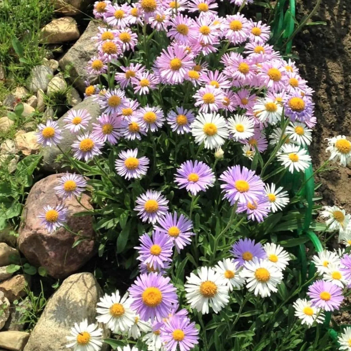 Aster Alpine seeds 0.5g more than 200 seeds