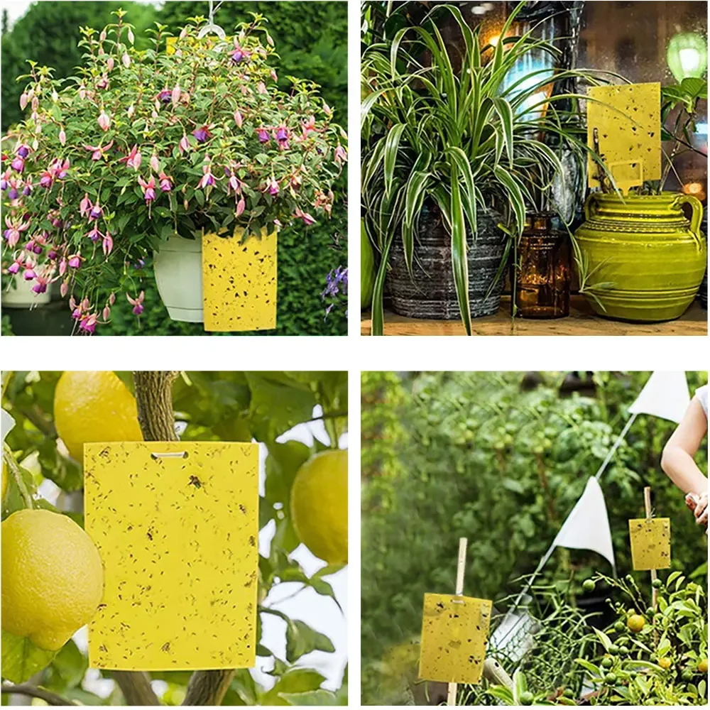 10 Teile/satz Obst Fliegen und Schleim Bord Insekten Fallen, Obst Obstgarten, Melone Garten, Bauernhof, Haushalt Insekten Fallen – Detail 10