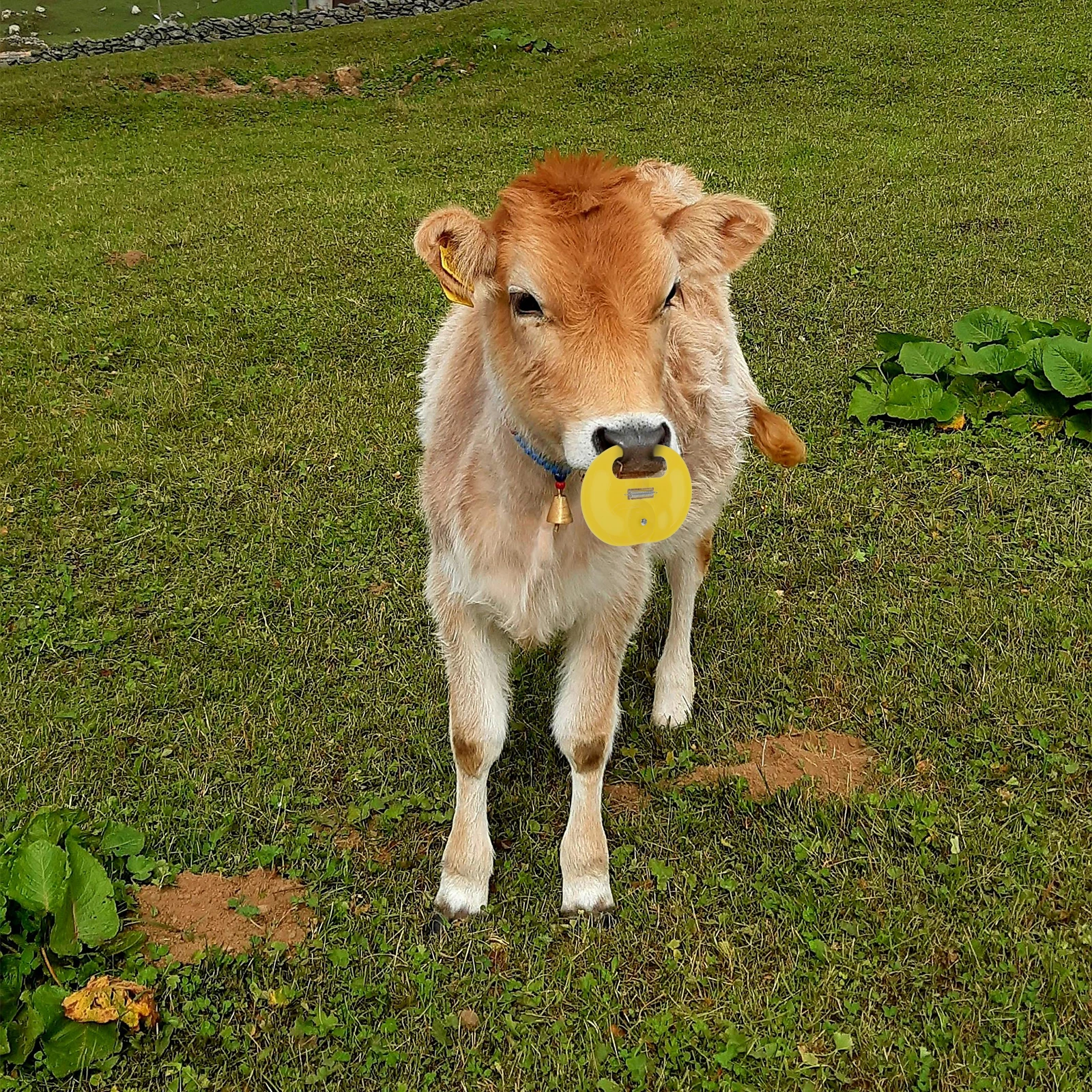 

4pcs Calf Weaner Plastic Nose Clip for Discomfort Free Weaning Spring Cow Ring Yellow Thickened Design Cattle Equipment