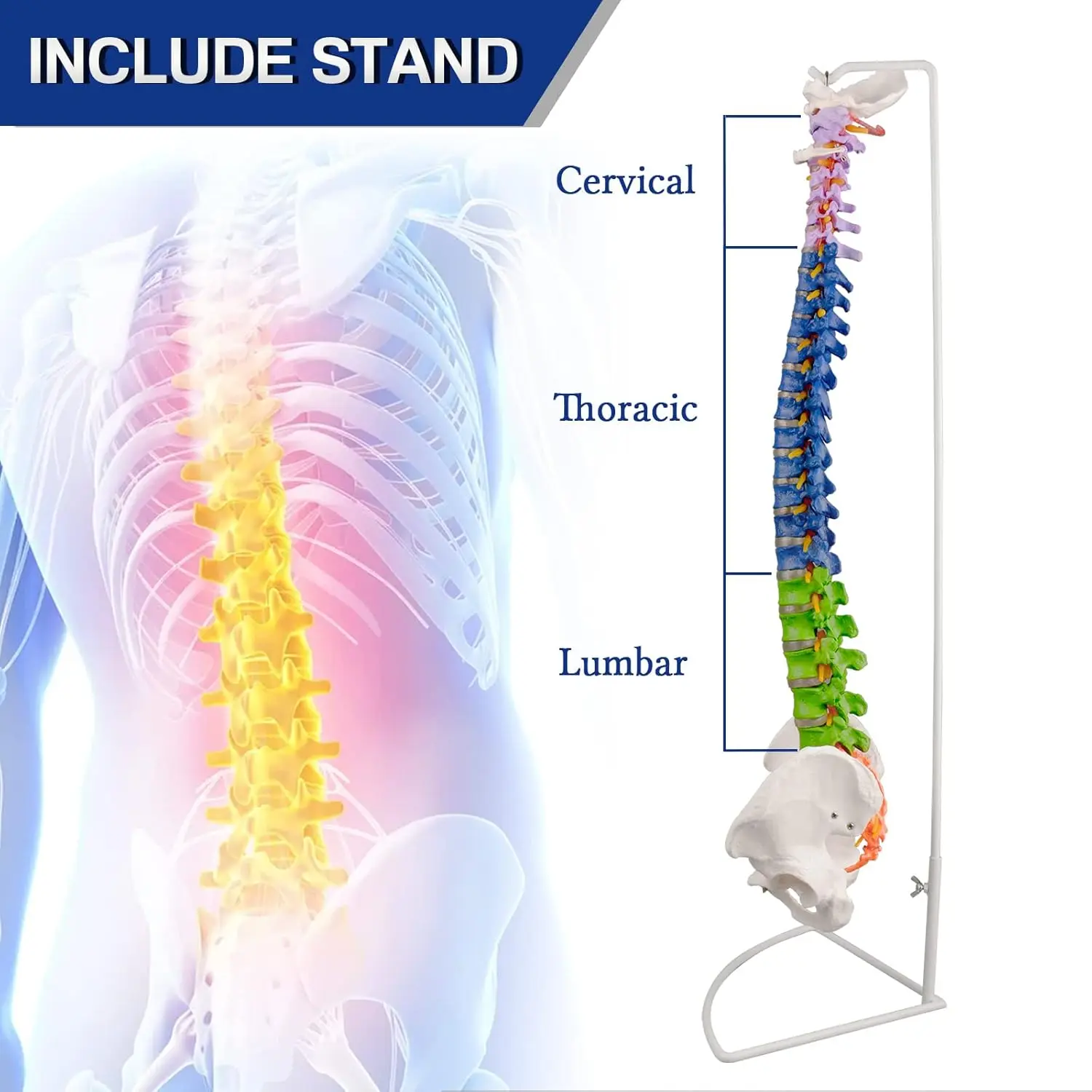 Ultrassist Human Spine Model 34