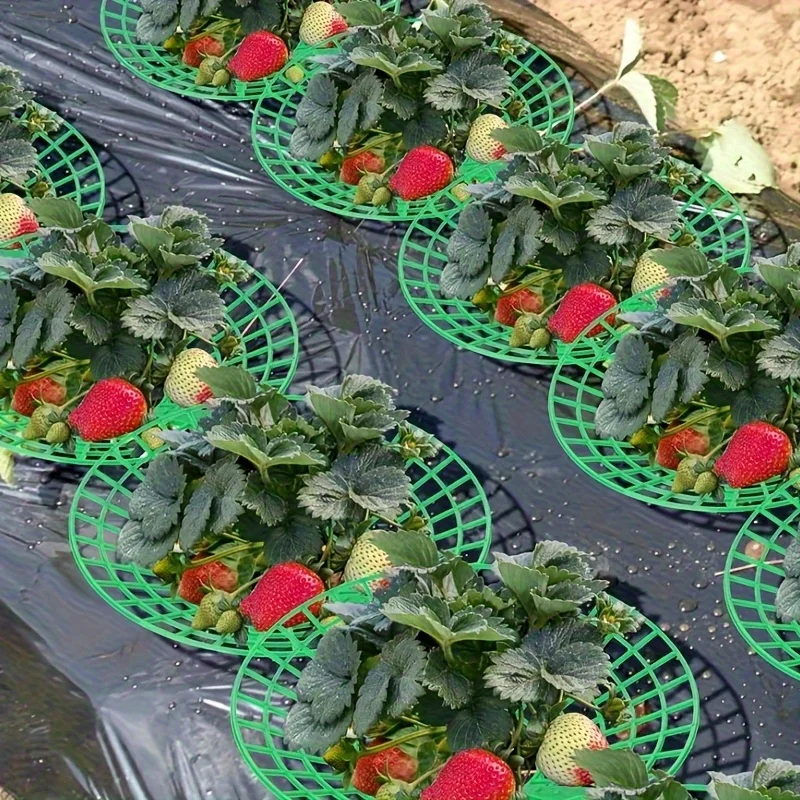 Supports de plantation robustes pour fraises et melons, 20 pièces – Supports de jardin à trois niveaux, design stable, système de drainage en grille ouverte, supports de culture peu encombrants, adaptés aux baies, aux melons, pour terrasse/intérieur/extérieur