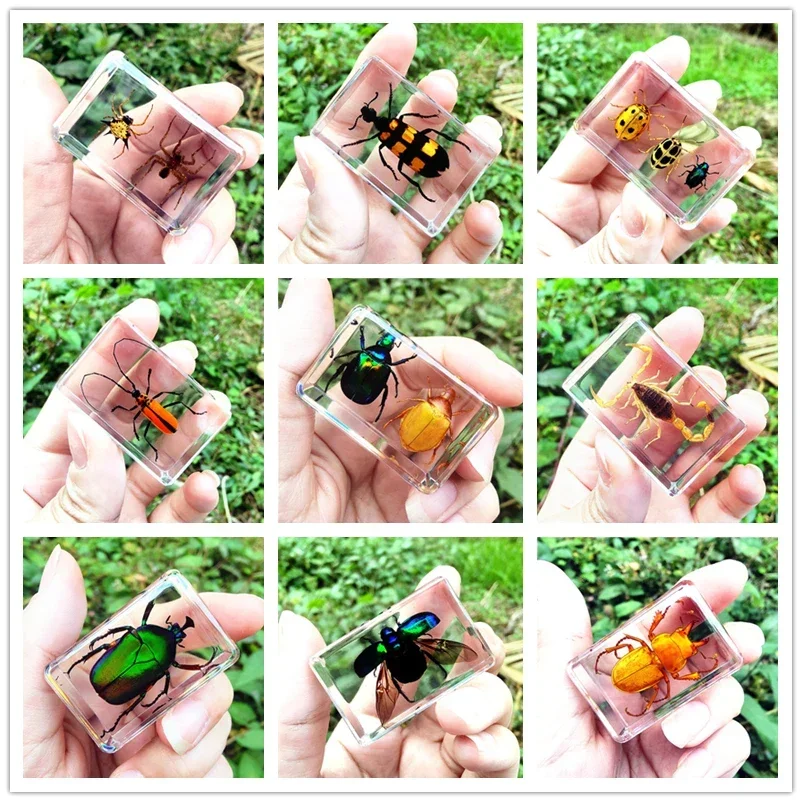 28 Style Real Insect Specimen Transparent Resin Observation on Beetle Locust Spider Scorpion Golden Turtle Kindergarten Statue