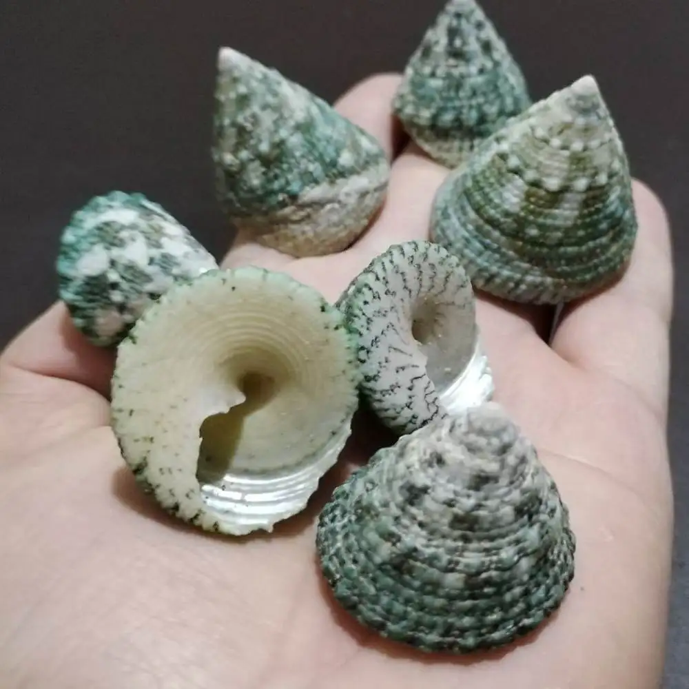 Natural Seashells Starfish Mixed Ornament Aquarium Tank Scenery Hermit Crab Shells DIY Craft Handmade Art Supplie Material