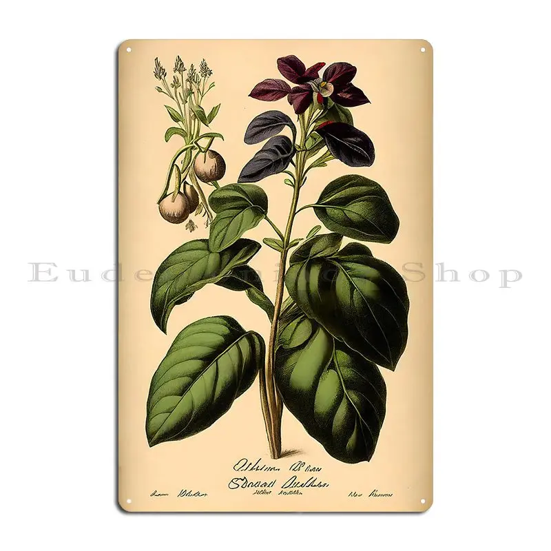 Botanical Illustration Basil Metal Sign Party Wall Cave Garage Create Printing Tin Sign Poster