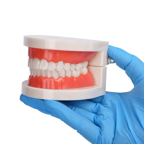 Dental Teaching Model, Dental Resin Model Standard Dental Model, Oral Practice Dental Model White, Dental Education Display
