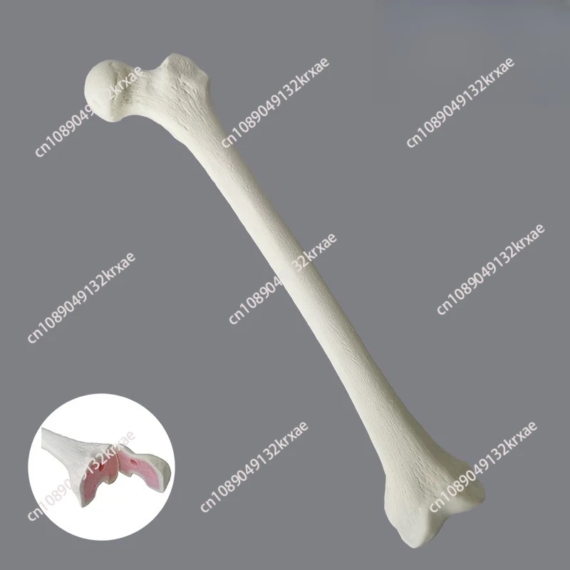 Simulated Bone of Femur Sawbones Pseudobone Workshop Preoperative Practical Training Exercise Human thigh-bone skeleton.