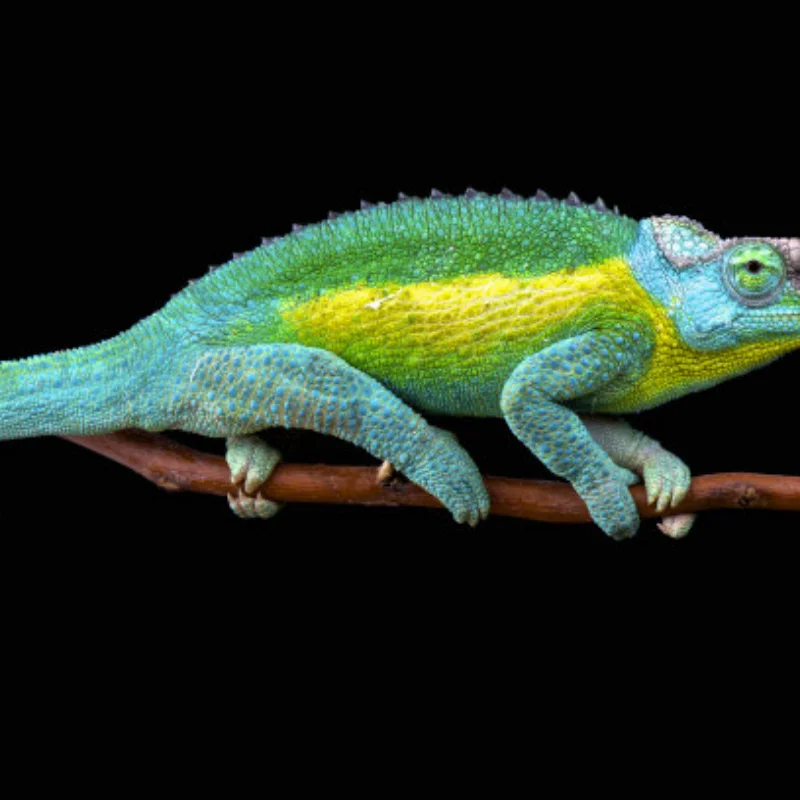 

for RC HSP 1/10 Upgrade Parts 102010 102011 102012 102057 102040 102068 for 94123/94111/94107/94106 Truck Buggy,Blue