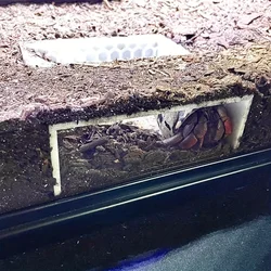 Hermit crab pond tree, hermit crab decoration, hermit crab accessories, hermit crab toys/observation window