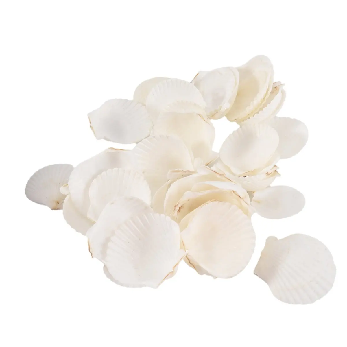 Reliable- 40PCS Natural Scallop Shells 1.4-2.4inch White Small Sea Shells for Crafts Crafting Shell Bulk Real Seashells