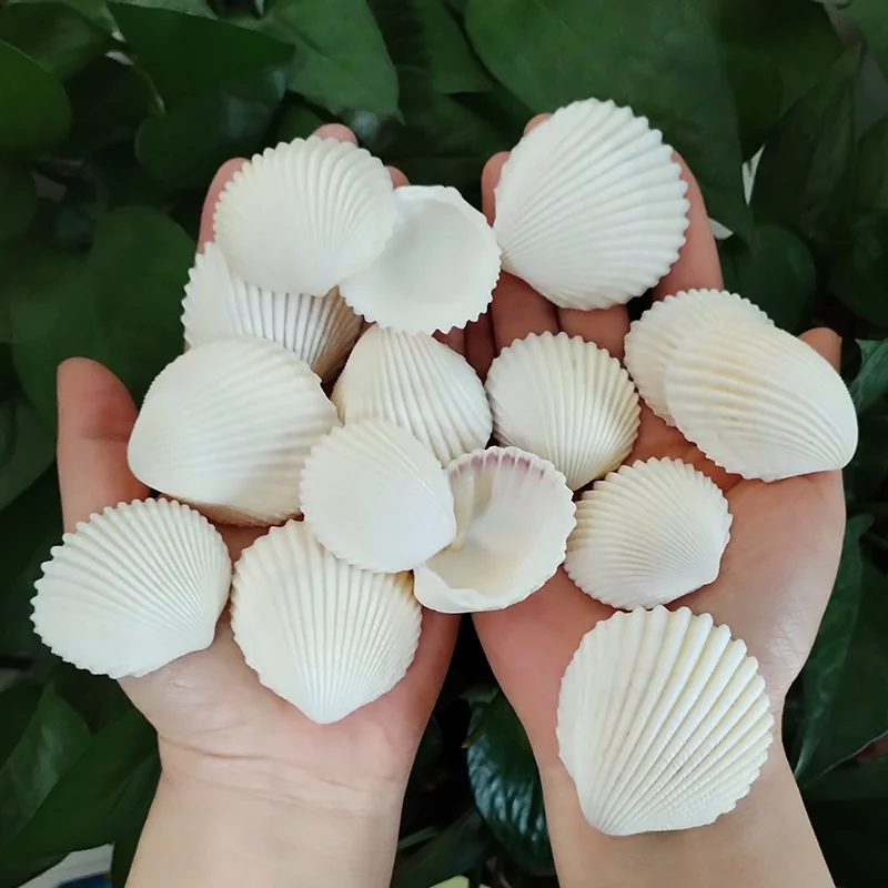 

20 PCS White Scallop Shells Natural Lion's Paw Seashell for DIY Craft Mermaid Beach Wedding Home Decoration Fish Tank 4-6CM
