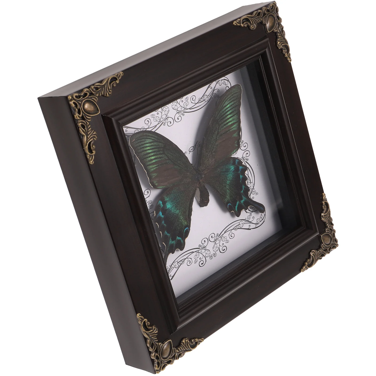 Butterfly Taxidermy Specimen Photo Frame Vintage bedroom living room tabletop ornament DIY pictures Display Frames home decorate