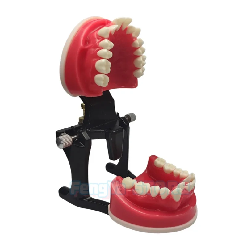 Thumbnail 2 - #22 Best Dental Teaching Models to Buy In 2026