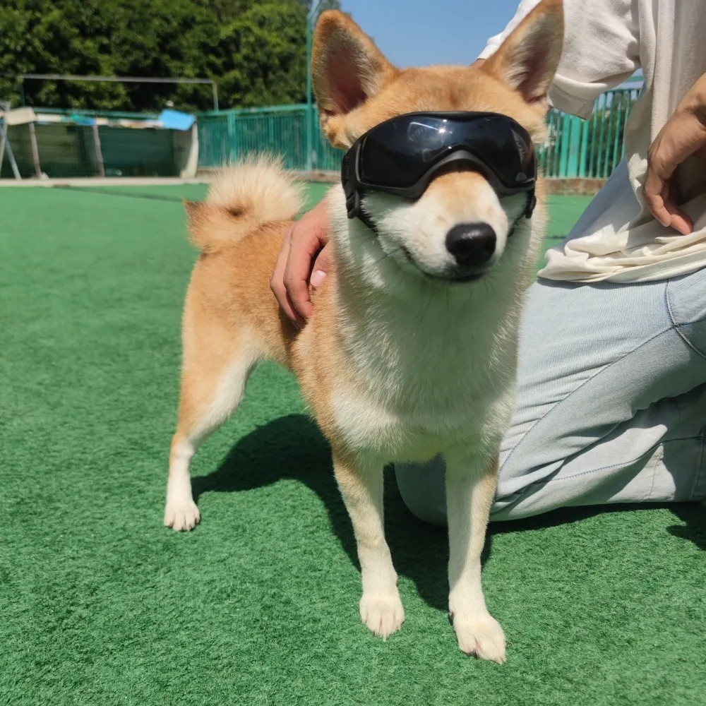 

Dog Glasses Outdoor Pet Goggles for Large Dogs Windproof Outdoor Riding Dog Goggles UV Protection Dog Accessories Dog Collar