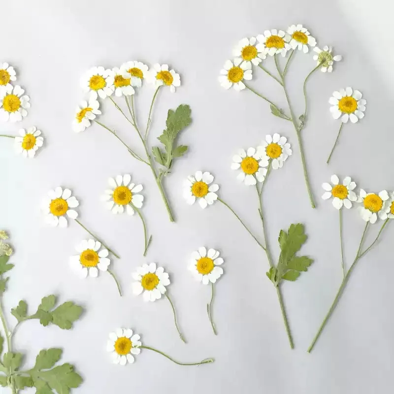 

Long-Lasting Chamomile Dried Flower Arrangement - Rustic Wedding Centerpiece