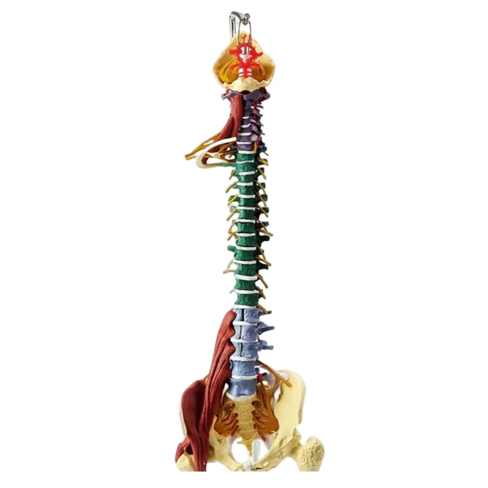 85cm Human Spine Model Science Classroom Study for Study Display