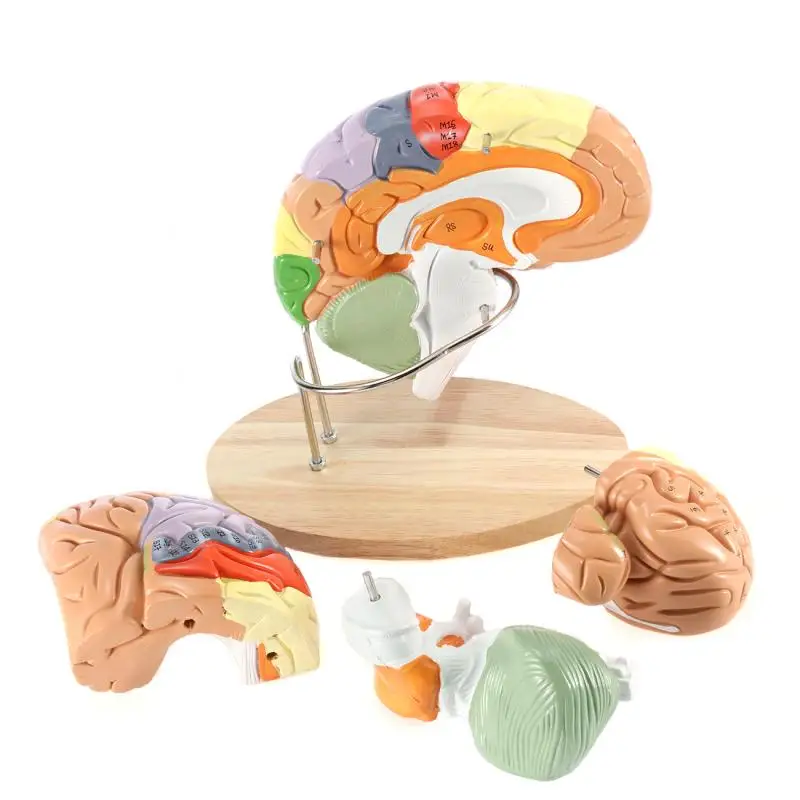 4 Onderdelen Vergrote 2 Keer Human Brain Anatomisch Model Hersenen Functie Met Gemarkeerd Onderwijs Brain Cortex