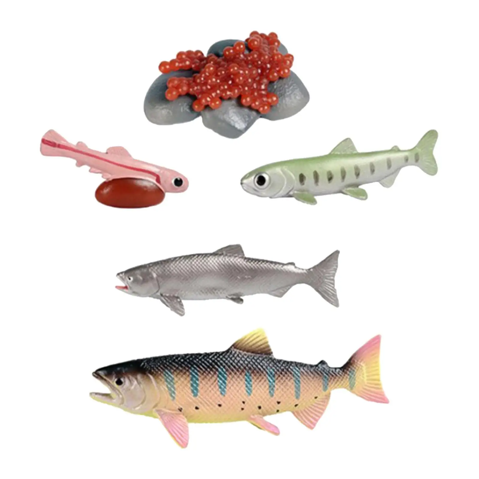 Life Cycle of Salmon Toys Animal Life Growth Cycle Figure Cognitive Teaching Props Farm Animals Figurines Games Party Role Play