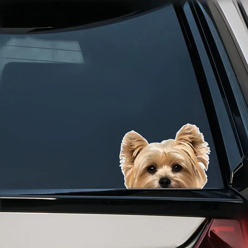 DK156#17x12cm Peeking Golden Yorkshire Terrier Car Sticker Waterproof Vinyl Decal For Truck Motorcycle Scooter Auto Accessories