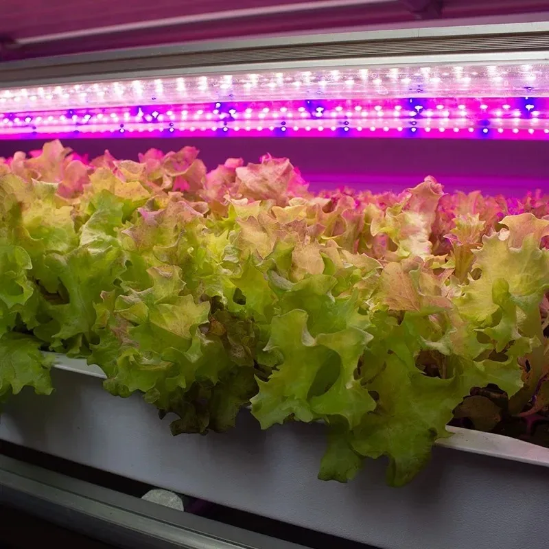Korea Hot Sell Multi-Layer Hydroponics Growing System Indoor Hydroponic Vertical Farming