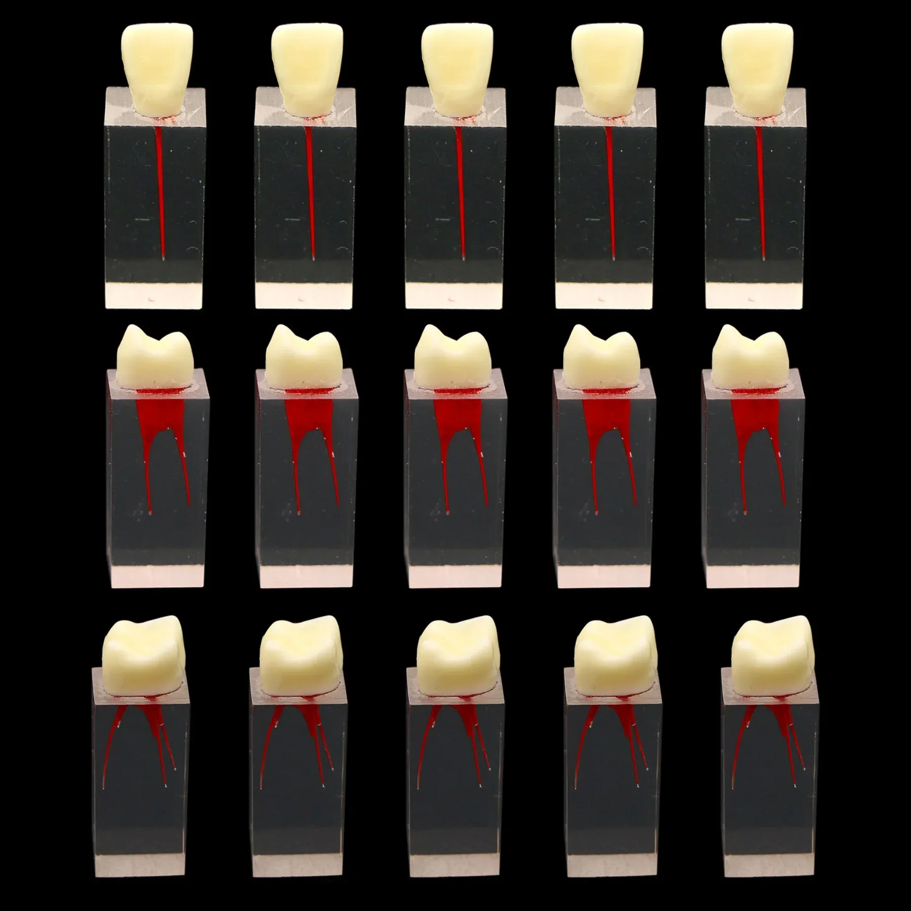 1pc Dental Tooth Model Endo Training Block Endodontics Root Canal Dentistry Teaching Practice Medullary Pulp Cavity Clear Resin