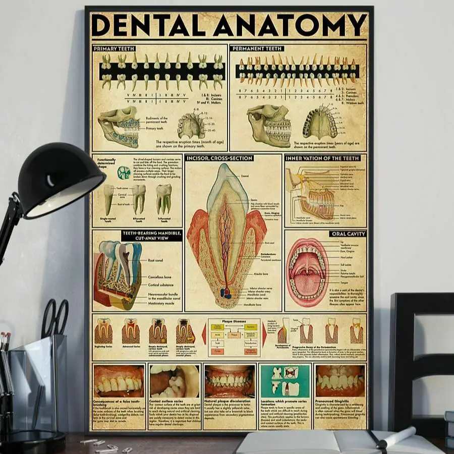 

Tooth Dentist Dental Anatomy Vertical Clinic Teeth Mural Wall Art Pictures Posters Canvas Paintings Room Decorations Home Decor