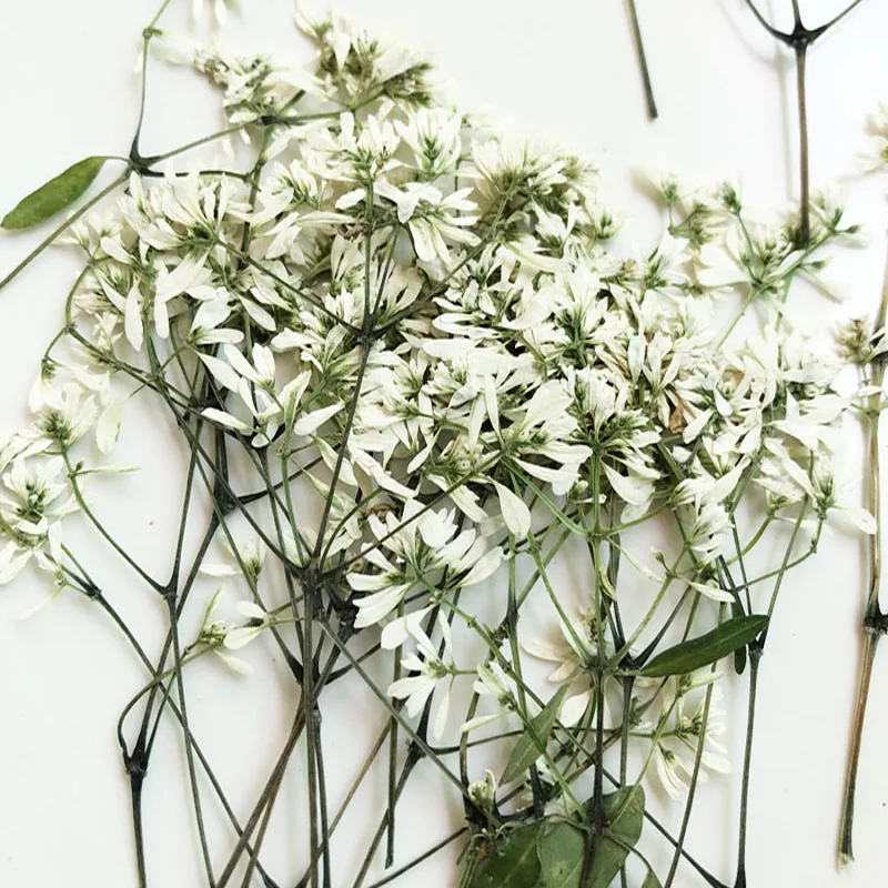 30pcs Dried Pressed White Euphorbia Graminea Stalk Flower Plant Herbarium For Jewelry Bookmark Postcard Phone Case Craft DIY