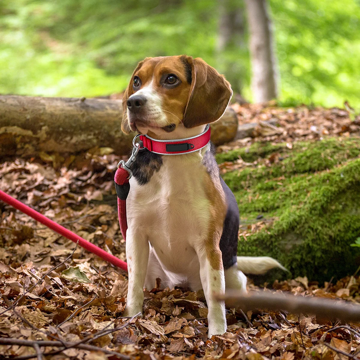 

1pc Dogs Nylon Collars Small Pets Cute Adjustable Custom Adjustable Pet Collar Size Dog Collars Custom Dog Collar