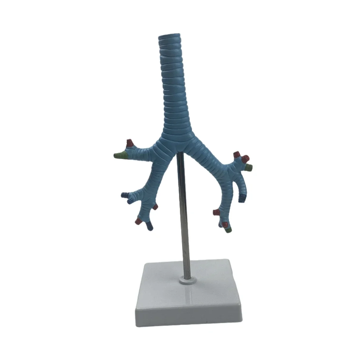 insegnamento-dei-modelli-anatomici-medici-del-modello-di-trachea-umana-e-bronchi-in-pvc