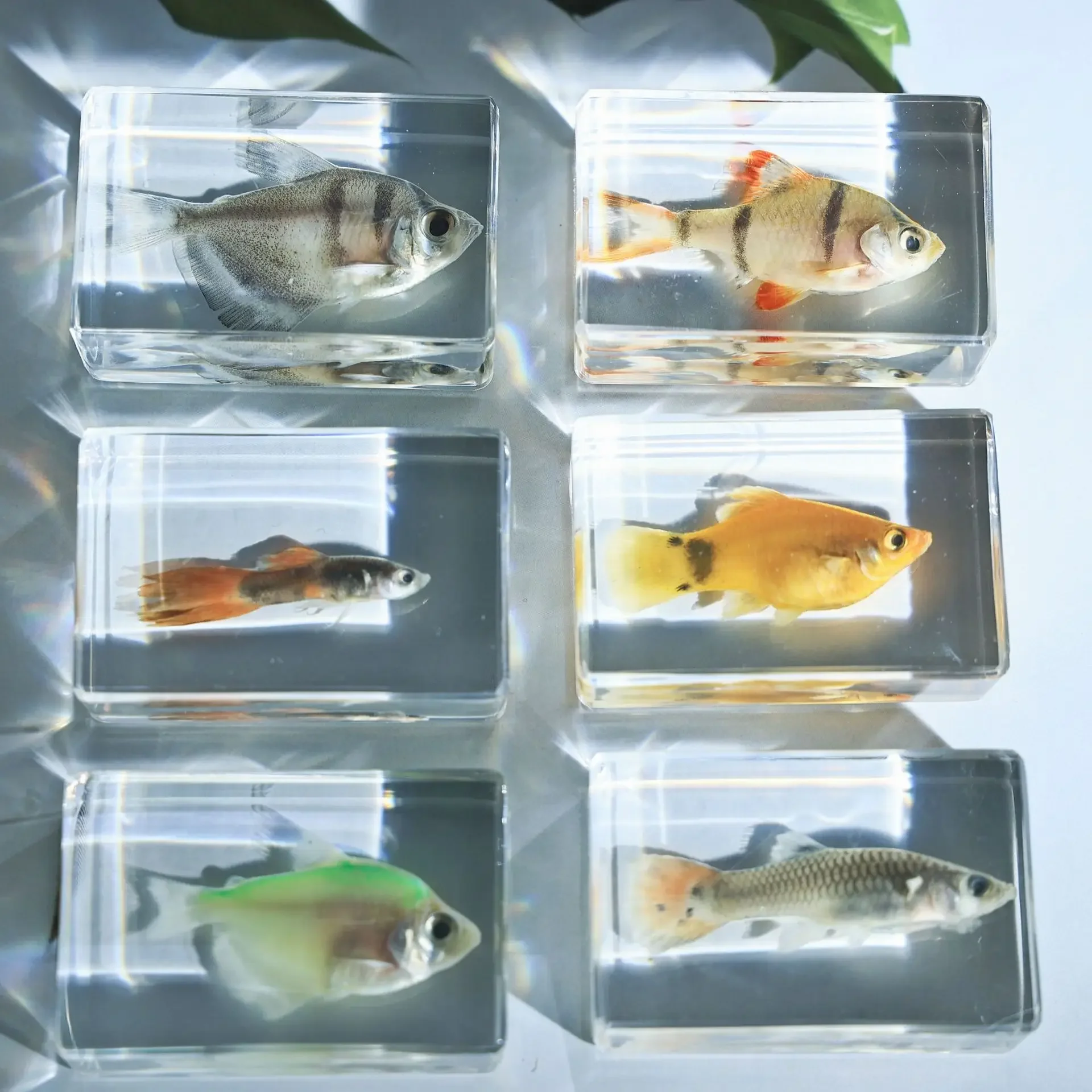 Kindergarten teaching Marine animals Real fish Resin specimen Fish tortoise Crab Amber ornaments home accessories decor