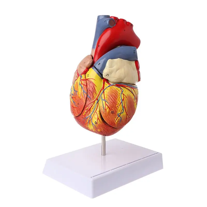 

Disassembled Anatomical Human Heart Model Anatomy Medical Viscera Organs Medical