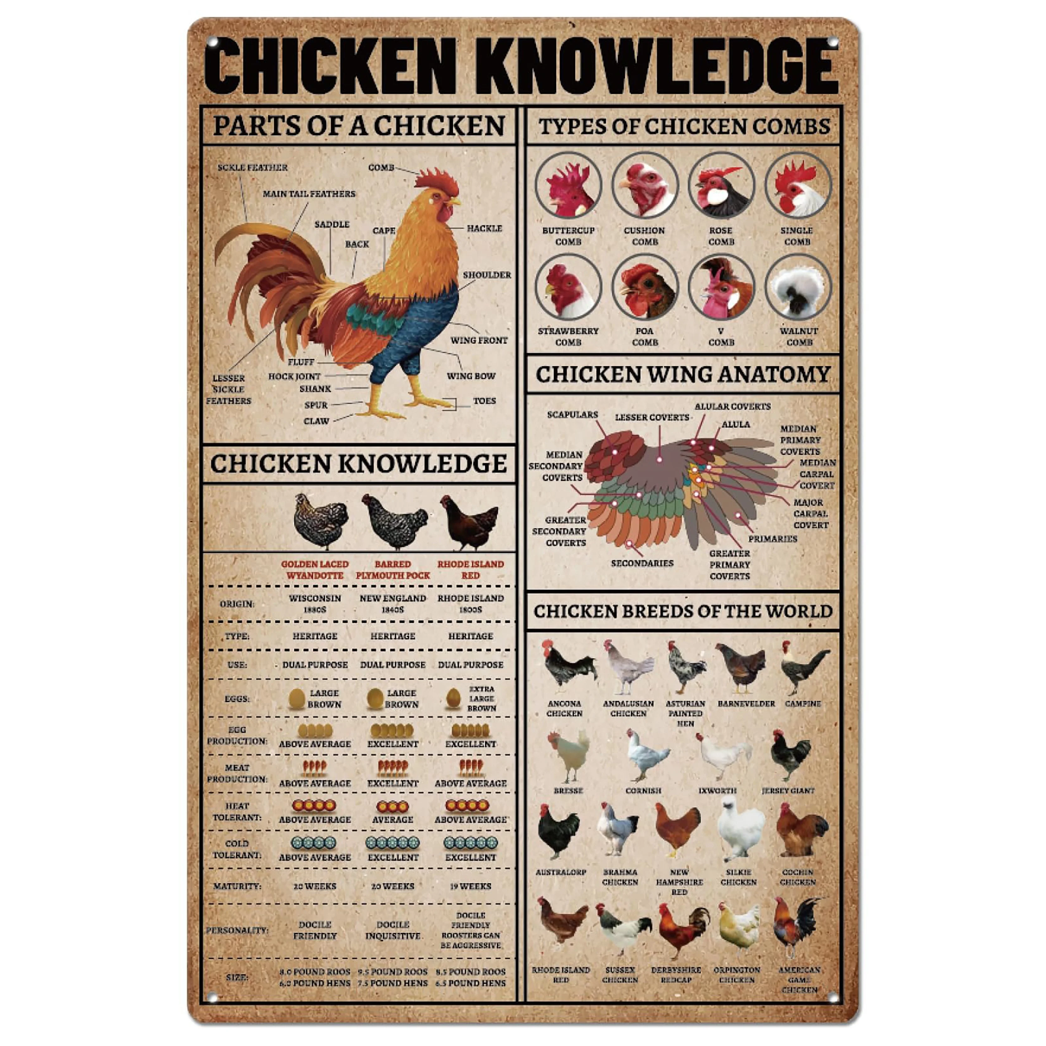 Farm Chicken Knowledge Metal Tin Sign - Rustic Wall Art Poster with Detailed Chicken Breeds & Anatomy, 20x30cm, Perfect for Hom
