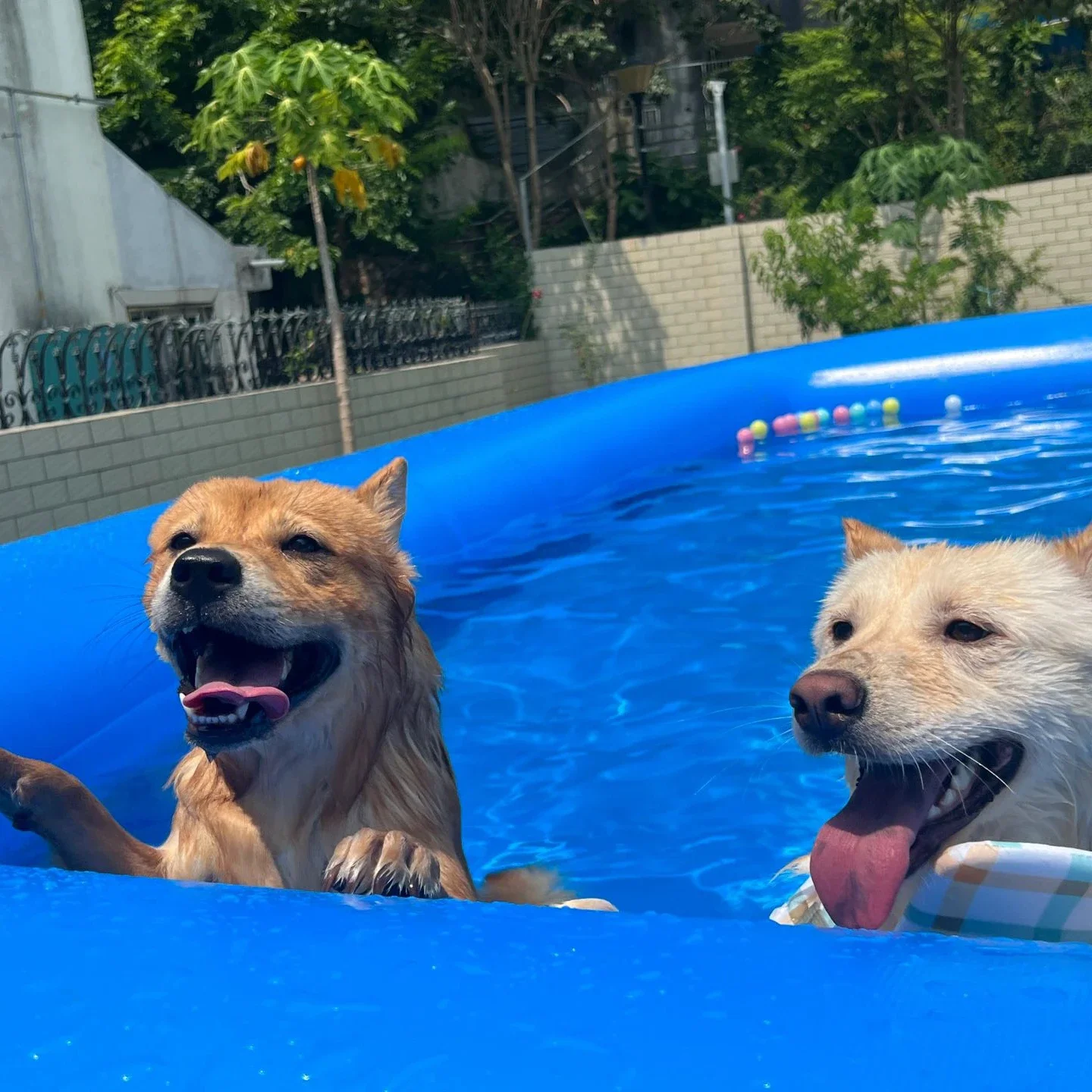 4x4m Hot Sale Inflatable Dog Swimming Pool Inflatable Pet Pool