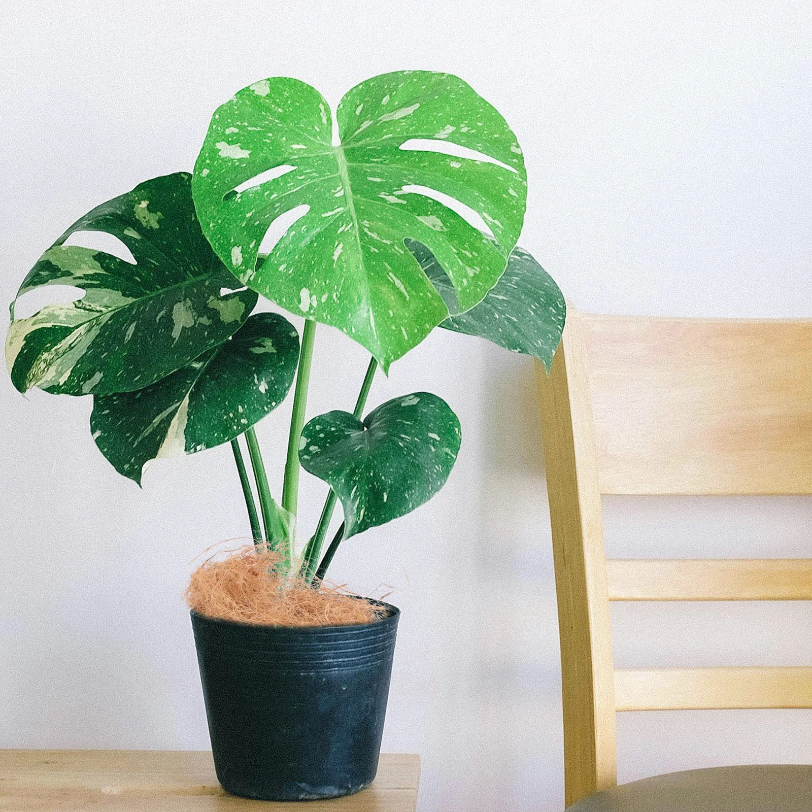 

100 г кокосового торфа для рассады, садовых растений, овощей, бонсай, для использования в помещении и на улице, легко увлажняется, быстро расширяется, легкий вес