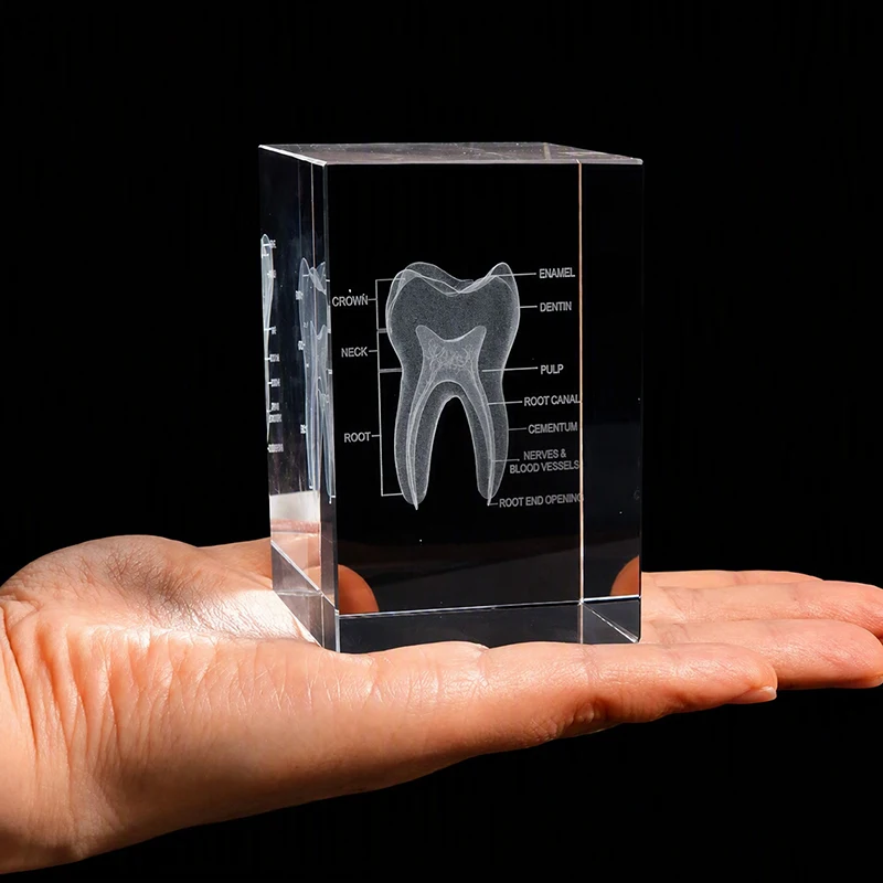 3D Teeth Engraving Crystal Tooth Structure Statue Dental Tooth Ornament Clinic School Desktop Teaching Dentist Souvenir Decor