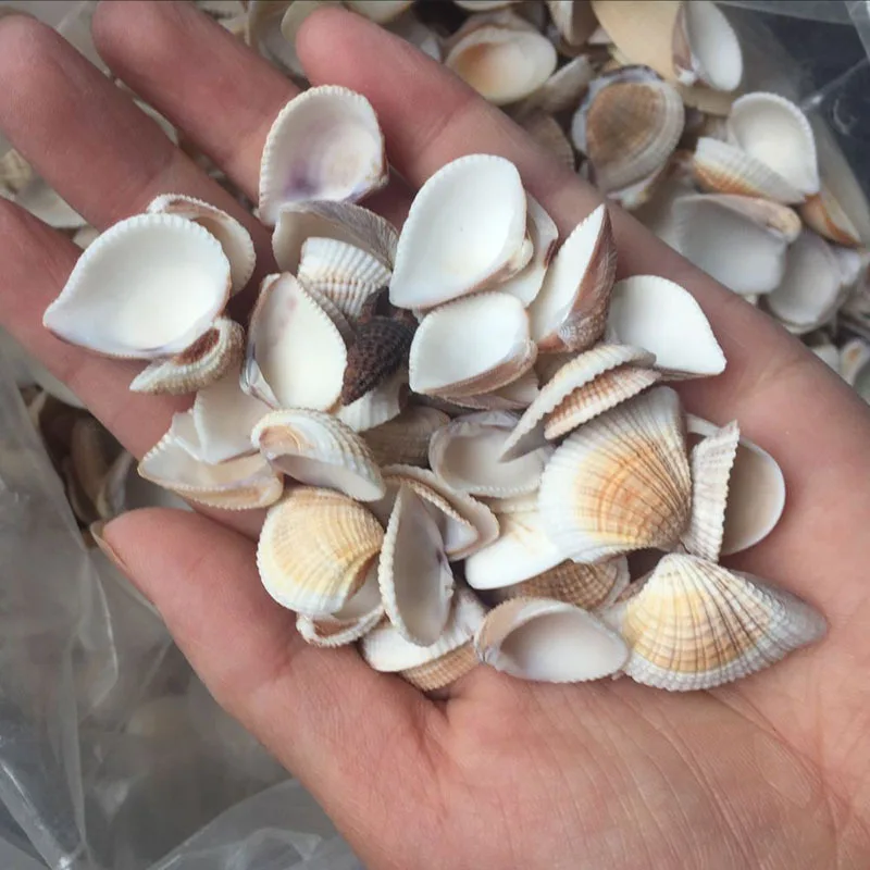 Natural Seashell Collection - Turbo, Conus, Astropecten for DIY Decor, Triangular Shell, Leporicypraea mappa, Craft Ornaments