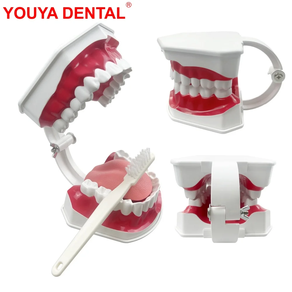 

Dental Model Teeth Brushing Models Teeth Model With Removable Tongue & Toothbrush For Teaching Studying Education Demonstration