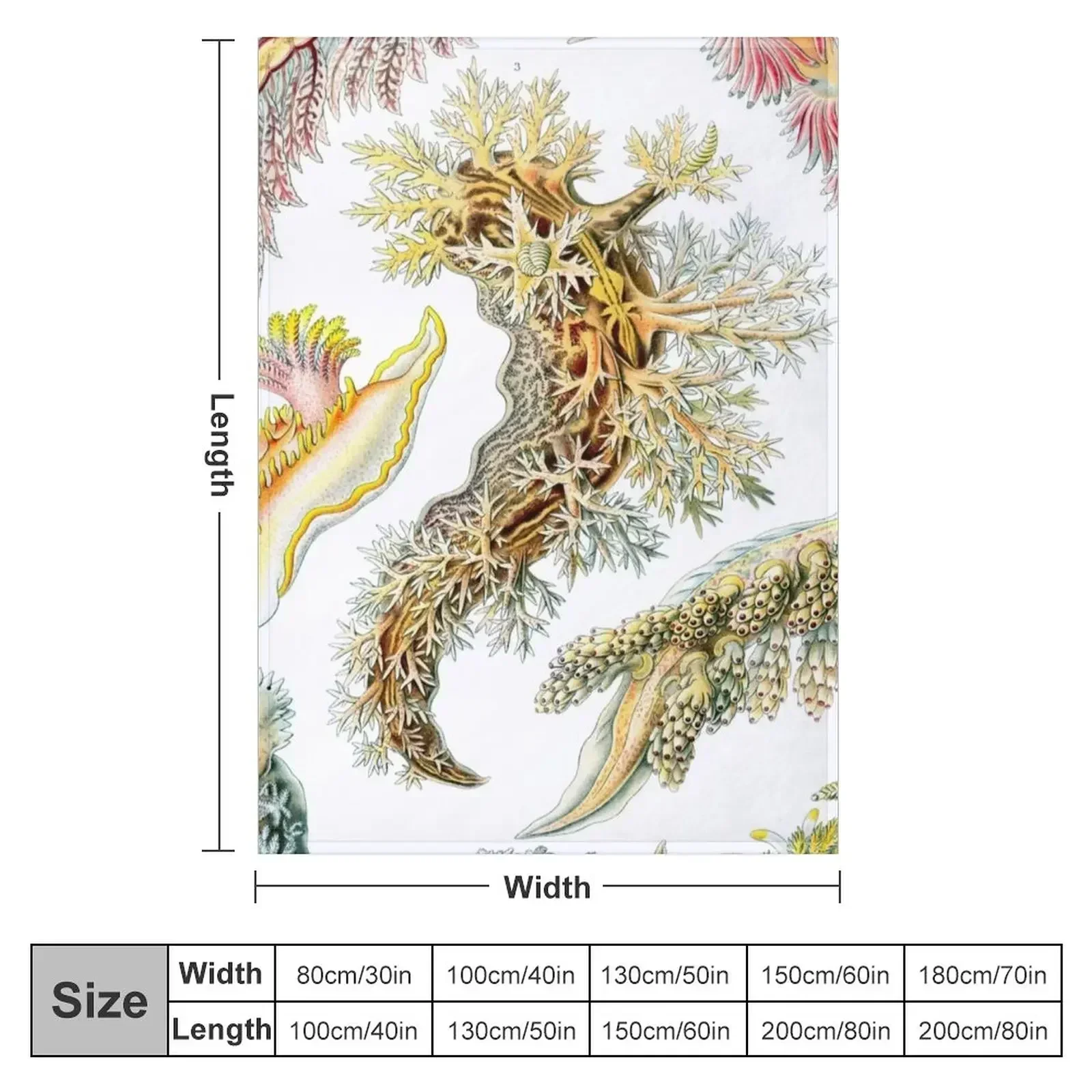 Haeckel Nudibranchia Drawing Throw Blanket couch cozy soft plush fuzzy picnic outdoor blanket