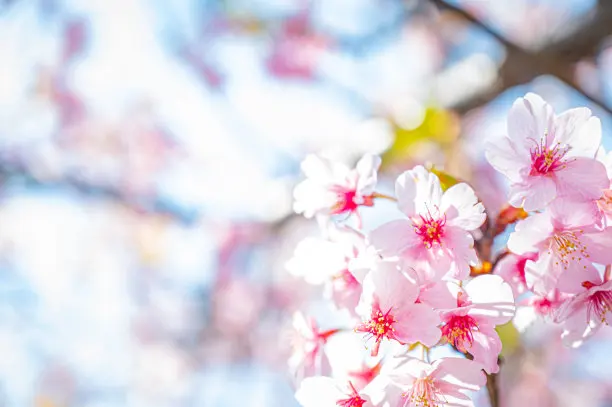 Zipper-Type Nylon M…