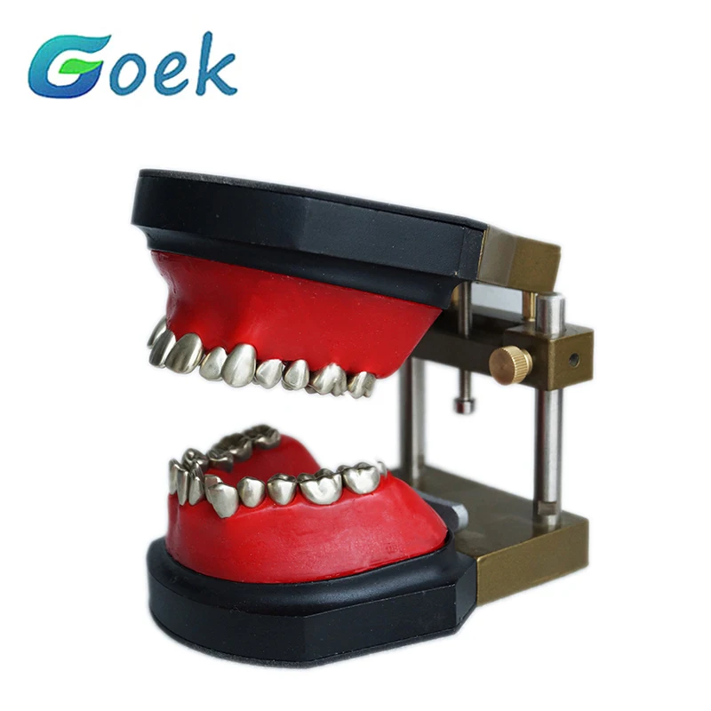 Dental Teaching Model TWax Form Teeth Model Typodont Occluder Dentistry Accessories False Teeth Educational Tools