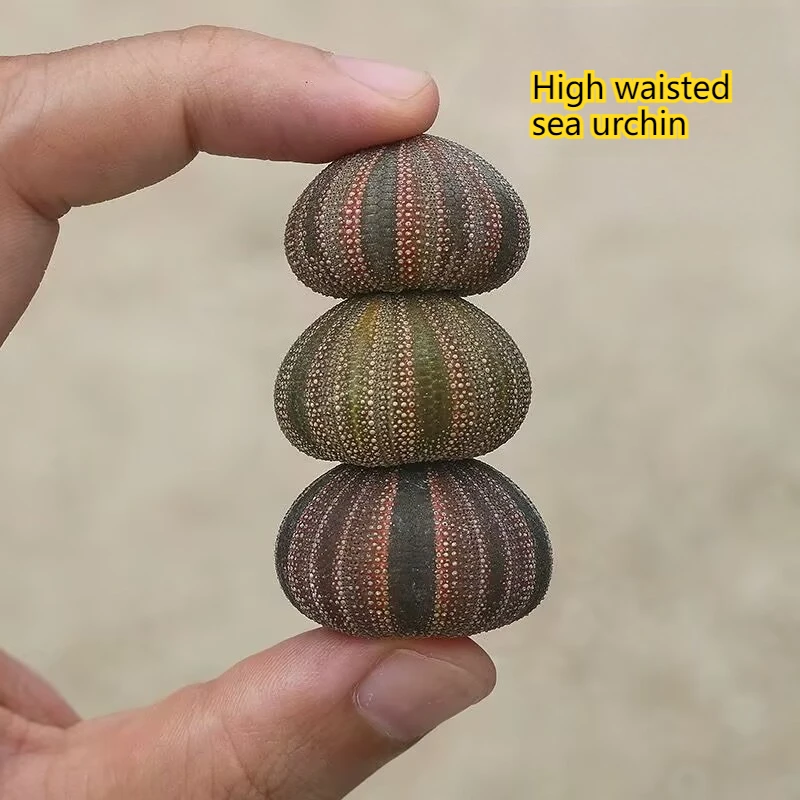 3Pcs High-waisted Sea Urchin Natural Rare Shell Air Pineapple Landscaping Decoration Gifts for Friends Collection Specimens New