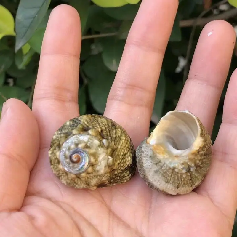 LEN الحلزون ell سبعة نجوم الحلزون حوض السمك الديكور كراب الموئل قطع غيار ell استبدال ell لخزان Fi #3